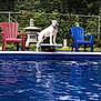 dog, diving_board, pool, water, outdoor, greenery, lawn_chair, red_chair, blue_chair, pet, summer, backyard, fence, nature, happy, animal, spot, tongue_out, daylight, recreation