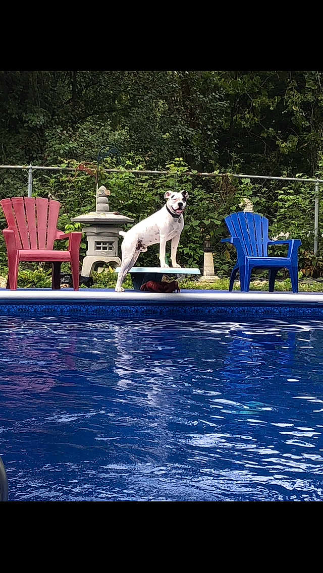 Cain is registered to the contest to win money with this photo: dog, diving_board, pool, water, outdoor, greenery, lawn_chair, red_chair, blue_chair, pet, summer, backyard, fence, nature, happy, animal, spot, tongue_out, daylight, recreation