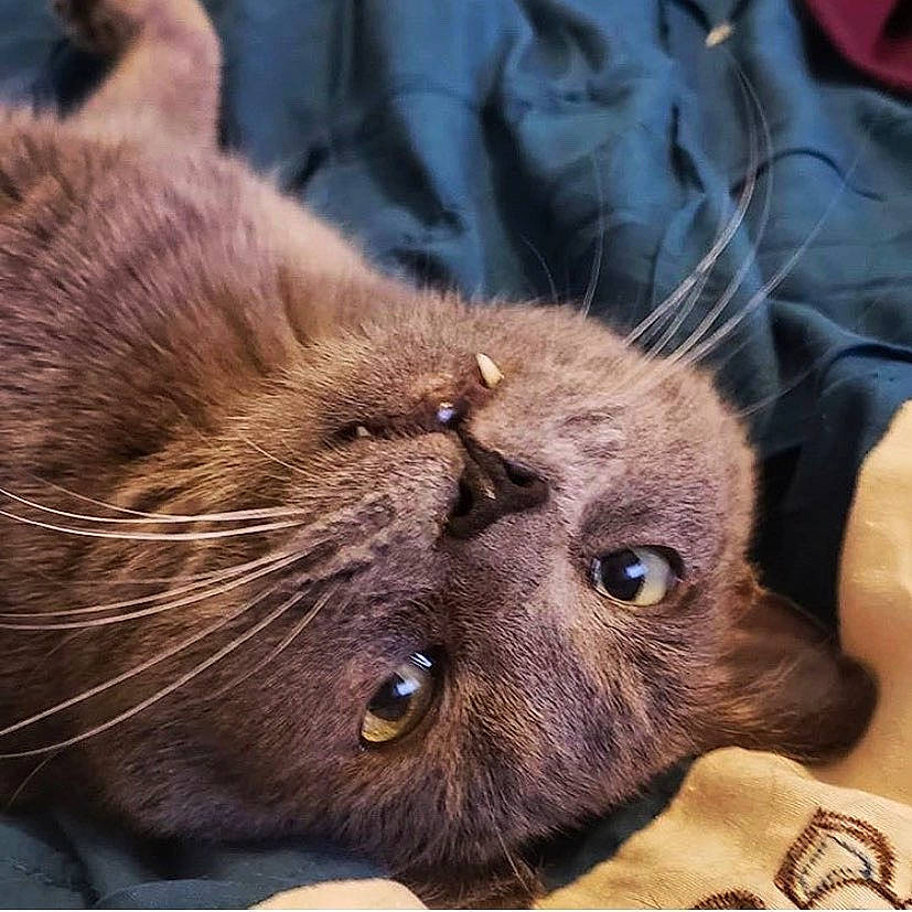 Greg joined the competition — help win amazing prizes! black_cat, carnivore, cat, claw, close_up, comfort, domestic_short_haired_cat, ear, eye, felidae, fur, liver, paw, plant, small_to_medium_sized_cats, snout, terrestrial_animal, whiskers, wildlife