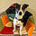 Max
