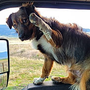 Gunner joined the competition — help win amazing prizes! dog, animal, pet, vehicle, window, paw, fur, outdoor, scenery, countryside, hill, field, mirror, curious, expression, sitting, inside, nature, sideview, waving