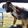 dog, animal, pet, vehicle, window, paw, fur, outdoor, scenery, countryside, hill, field, mirror, curious, expression, sitting, inside, nature, sideview, waving
