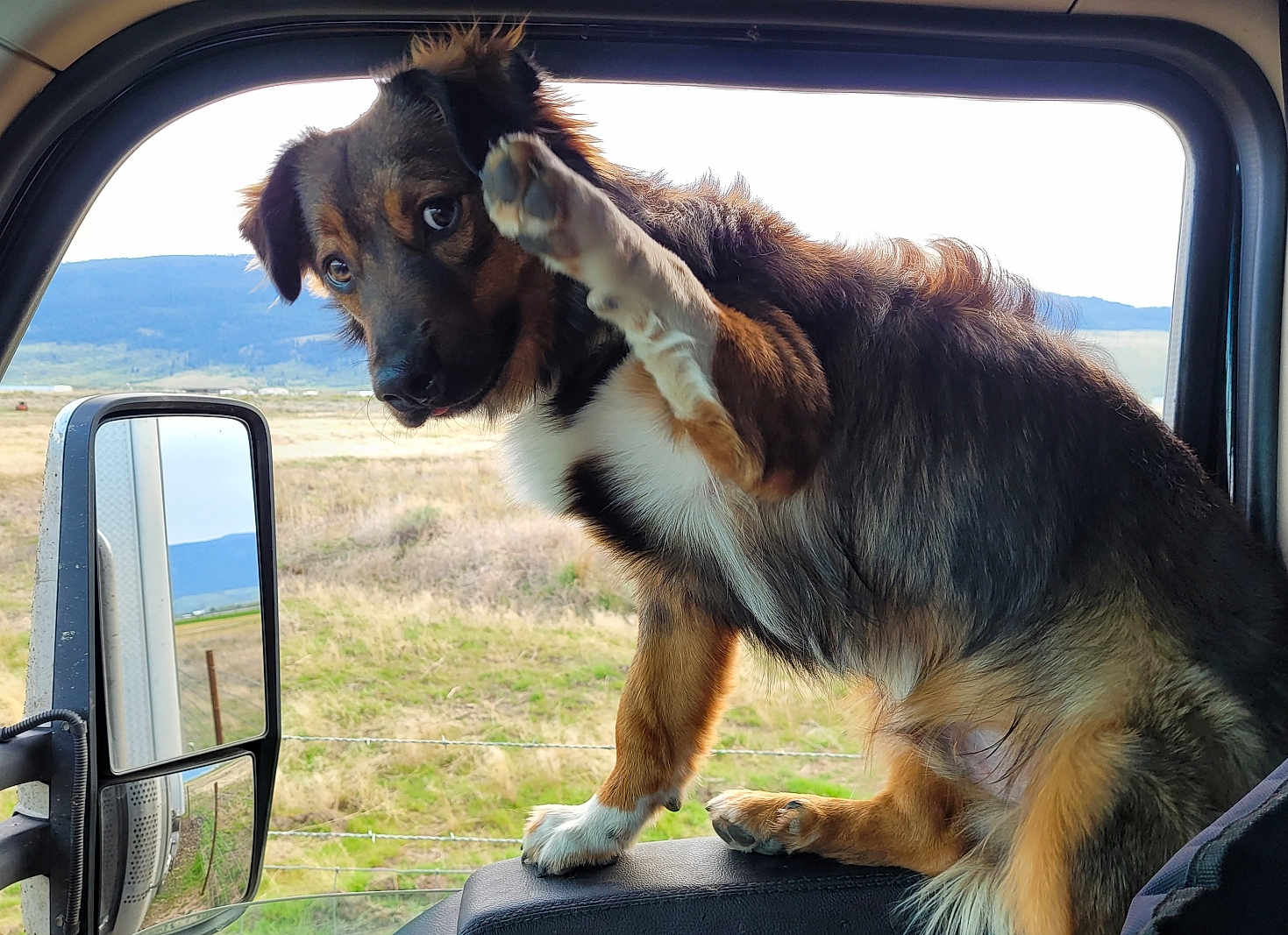 Gunner joined the competition — help win amazing prizes! dog, animal, pet, vehicle, window, paw, fur, outdoor, scenery, countryside, hill, field, mirror, curious, expression, sitting, inside, nature, sideview, waving