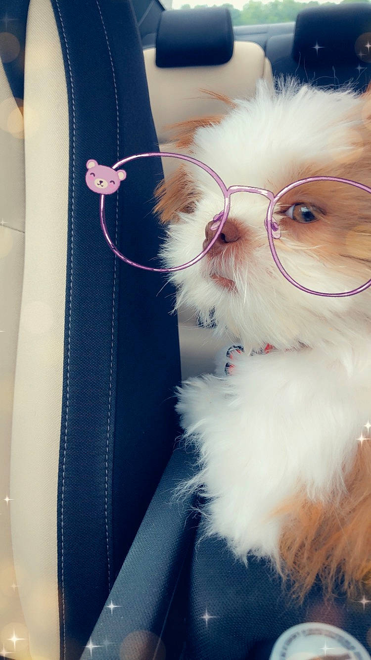 Yuki is registered to the contest to win money with this photo: carnivore, cat, eyewear, felidae, fur, glasses, kitten, nose, persian, small_to_medium_sized_cats, snout, sunglasses, vision_care, whiskers