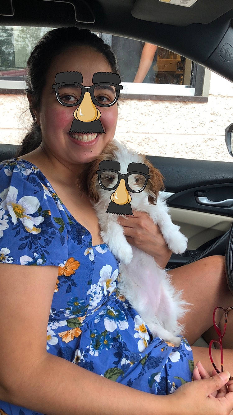 Yuki is registered to the contest to win money with this photo: canidae, companion_dog, cool, eyewear, fawn, glasses, goggles, sunglasses