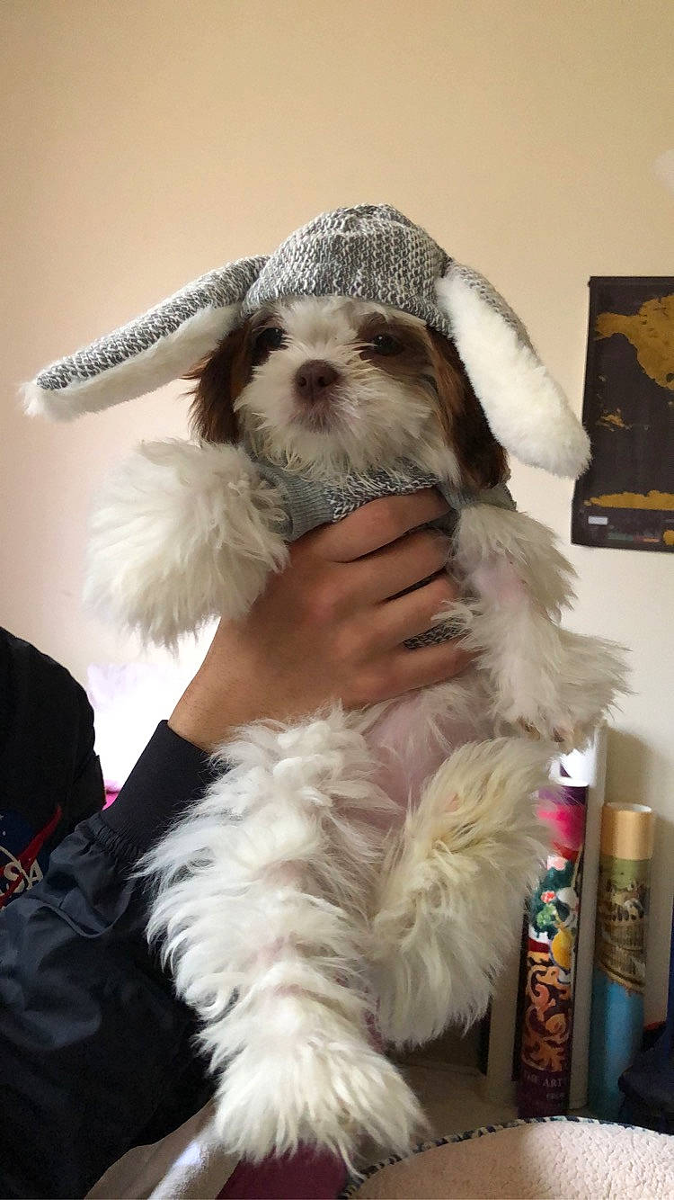Yuki is registered to the contest to win money with this photo: canidae, carnivore, chinese_imperial_dog, companion_dog, dog, dog_breed, dog_clothes, ear, havanese, lowchen, maltepoo, maltese, non_sporting_group, petit_basset_griffon_vendeen, puppy, puppy_love, rare_breed_dog, shih_tzu, tibetan_terrier, toy_dog