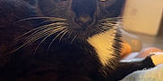 Spooks is registered to the contest to win money with this photo: animal, black_and_white, blanket, cat, close_up, cozy, domestic, ears, feline, fur, indoor, nose, pet, relaxed, resting, soft_light, tuxedo_cat, whiskers, window, yellow_eyes