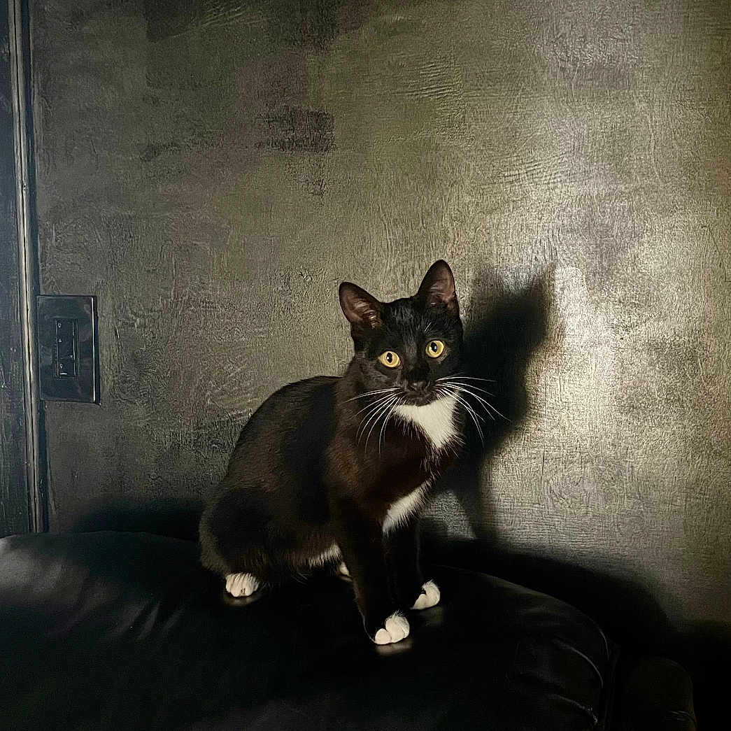 Spooks