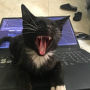 Spooks joined the competition — help win amazing prizes! animal, black_cat, cat, cute, domestic_animal, feline, floor, indoor, keyboard, kitten, laptop, mouth_open, paw, pet, slippers, teeth, tile_floor, whiskers, white_paws, yawning