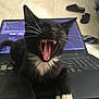 animal, black_cat, cat, cute, domestic_animal, feline, floor, indoor, keyboard, kitten, laptop, mouth_open, paw, pet, slippers, teeth, tile_floor, whiskers, white_paws, yawning