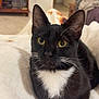 Spooks joined the competition — help win amazing prizes! animal, black_cat, blanket, cat, close_up, cozy, curious, domestic_cat, feline, furniture, indoor, living_room, pet, relaxed, resting, soft_texture, warm_lighting, whiskers, white_chest, yellow_eyes
