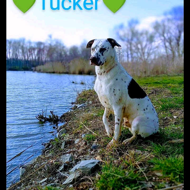 Tucker