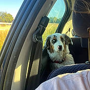 Alma participe au concours pour gagner de l'argent avec cette photo : animal, australian_shepherd, backseat, calm, car_interior, car_seat, collar, daylight, dog, fur, grass, looking, nature_outside, pet, portrait, puppy, seatbelt, sunlight, trees, window