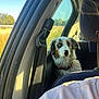 animal, australian_shepherd, backseat, calm, car_interior, car_seat, collar, daylight, dog, fur, grass, looking, nature_outside, pet, portrait, puppy, seatbelt, sunlight, trees, window