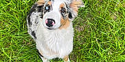 Alma a rejoint le concours — aidez-le/la à gagner de superbes lots ! black, blue_eye, brown, canine, cute, dog, field, footwear, fur, grass, greenery, heterochromia, looking_up, nature, outdoor, person, pet, puppy, shoe, white