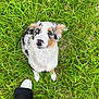 black, blue_eye, brown, canine, cute, dog, field, footwear, fur, grass, greenery, heterochromia, looking_up, nature, outdoor, person, pet, puppy, shoe, white