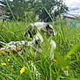 Alma a rejoint le concours — aidez-le/la à gagner de superbes lots ! animal, canine, clouds, dog, ears, field, fur, grass, greenery, laying_down, nature, outdoor, pet, plants, playful, sky, summer, tree, wildflowers, yellow_flowers