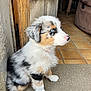 Alma participe au concours pour gagner de l'argent avec cette photo : animal, attentive, australian_shepherd, black, blue_eyes, brown, cute, dog, fluffy, fur, indoor, pet, pink_nose, puppy, sitting, tan, tile_floor, white, wooden_door, young_dog
