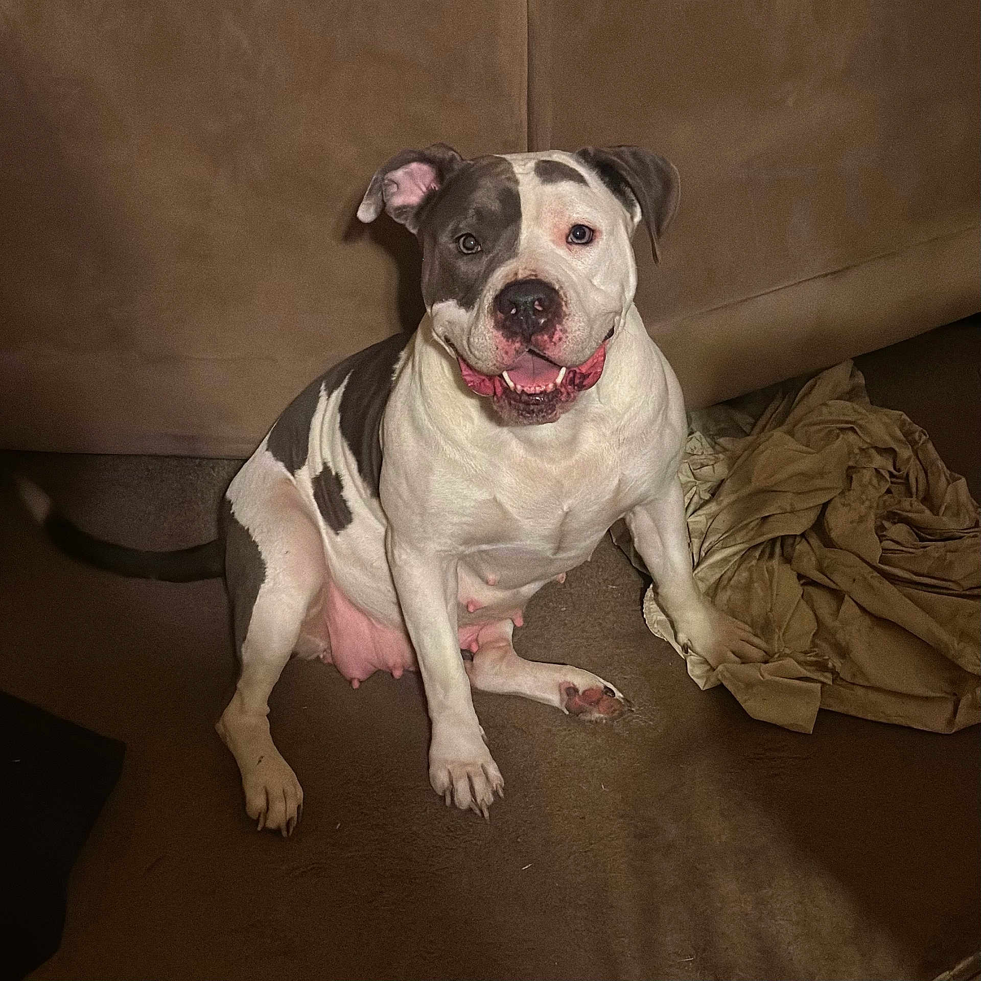 Nala joined the competition — help win amazing prizes! animal, ball, blanket, bostonbull, boxer, bulldog, canine, couch, dog, face, football, frenchbulldog, furniture, head, indoors, person, pet, pitbull, puppy, snout