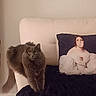 Lavender joined the competition — help win amazing prizes! cat, gray_cat, furniture, couch, pillow, blanket, indoor, pet, animal, fur, home, cozy, portrait_pillow, decor, wall, carpet, relaxing, living_room, sitting, feline
