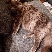 Lavender is registered to the contest to win money with this photo: cat, gray_cat, fluffy, pet, feline, indoor, couch, furniture, relaxing, animal, domestic_cat, whiskers, tail, paws, fur, cozy, looking_at_camera, resting, home, living_room