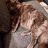 cat, gray_cat, fluffy, pet, feline, indoor, couch, furniture, relaxing, animal, domestic_cat, whiskers, tail, paws, fur, cozy, looking_at_camera, resting, home, living_room