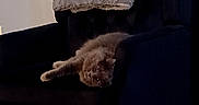 Lavender is registered to the contest to win money with this photo: cat, armchair, blanket, indoor, furniture, pet, relaxing, upside_down, cozy, dark, fur, looking, curious, home, living_room, soft_texture, resting, quiet, comfortable, shadow