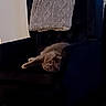 cat, armchair, blanket, indoor, furniture, pet, relaxing, upside_down, cozy, dark, fur, looking, curious, home, living_room, soft_texture, resting, quiet, comfortable, shadow