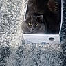 Lavender is registered to the contest to win money with this photo: cat, gray_cat, box, carpet, fluffy, pet, animal, indoor, curious, yellow_eyes, feline, cozy, soft_texture, resting, domestic_cat, cute, small_box, snug, home, relaxed