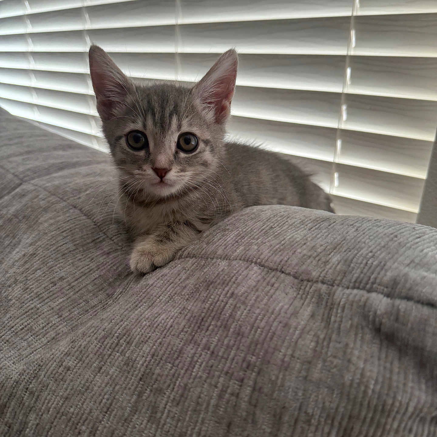 Kai'Sa joined the competition — help win amazing prizes! animal, cat, couch, cozy, curious, cute, ears, eyes, fur, gray_cat, home, indoor, kitten, pet, resting, soft_light, tabby, texture, whiskers, window_blinds