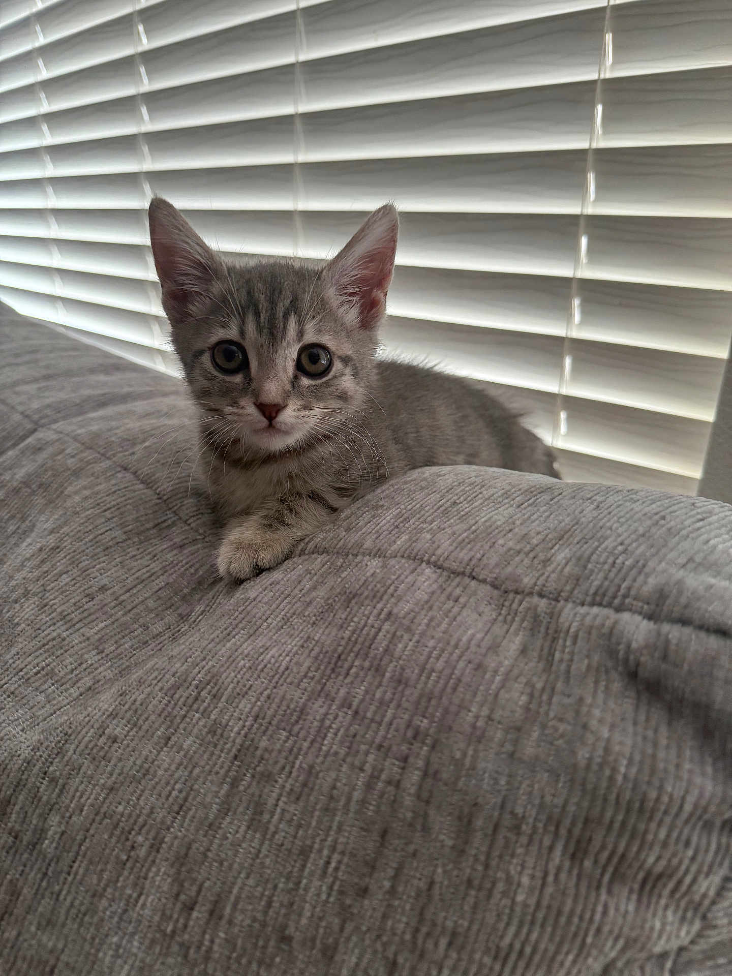 Kai'Sa joined the competition — help win amazing prizes! kitten, cat, gray_cat, tabby, indoor, couch, texture, window_blinds, pet, animal, cute, fur, whiskers, ears, eyes, resting, soft_light, home, cozy, curious