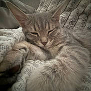 Kai'Sa is registered to the contest to win money with this photo: cat, tabby, gray_cat, sleeping, cozy, soft_blanket, furry, paw, whiskers, close_up, pet, cute, relaxed, indoor, resting, feline, animal, comfort, texture, warm