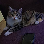 Baby Kat is registered to the contest to win money with this photo: cat, tabby_cat, feline, pet, indoor, couch, purple_couch, smartphone, relaxed, lying_down, fur, animal, domestic_animal, whiskers, ears, paws, curious, household, cozy, resting