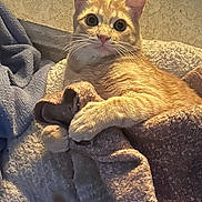 Bo is registered to the contest to win money with this photo: cat, kitten, orange_tabby, pet, animal, indoors, blanket, bed, stuffed_toy, lounging, sitting, wide_eyes, whiskers, ears, fur, cozy, warm_lighting, portrait, cute, home