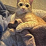 cat, kitten, orange_tabby, pet, animal, indoors, blanket, bed, stuffed_toy, lounging, sitting, wide_eyes, whiskers, ears, fur, cozy, warm_lighting, portrait, cute, home
