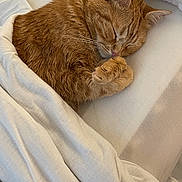 Gus Gus joined the competition — help win amazing prizes! cat, ginger_cat, sleeping, sleepy, pet, animal, bed, blanket, bedding, indoors, cozy, nap, relaxed, furry, whiskers, ears, paws, portrait, warm_lighting, home