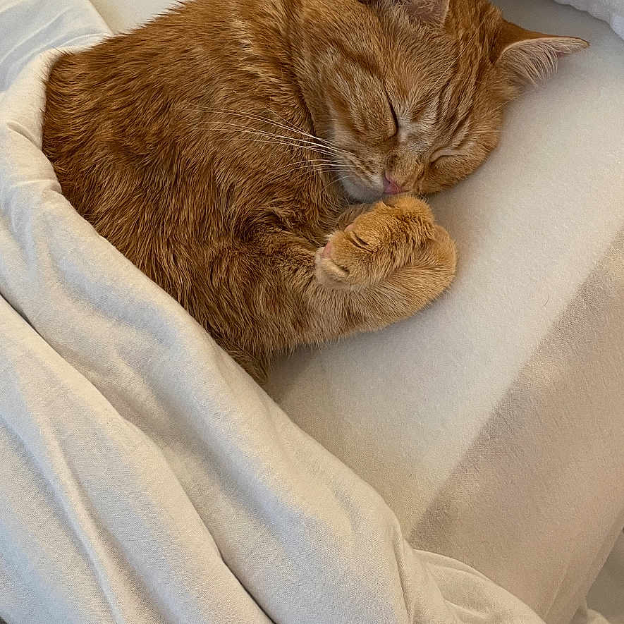 Gus Gus joined the competition — help win amazing prizes! cat, ginger_cat, sleeping, sleepy, pet, animal, bed, blanket, bedding, indoors, cozy, nap, relaxed, furry, whiskers, ears, paws, portrait, warm_lighting, home
