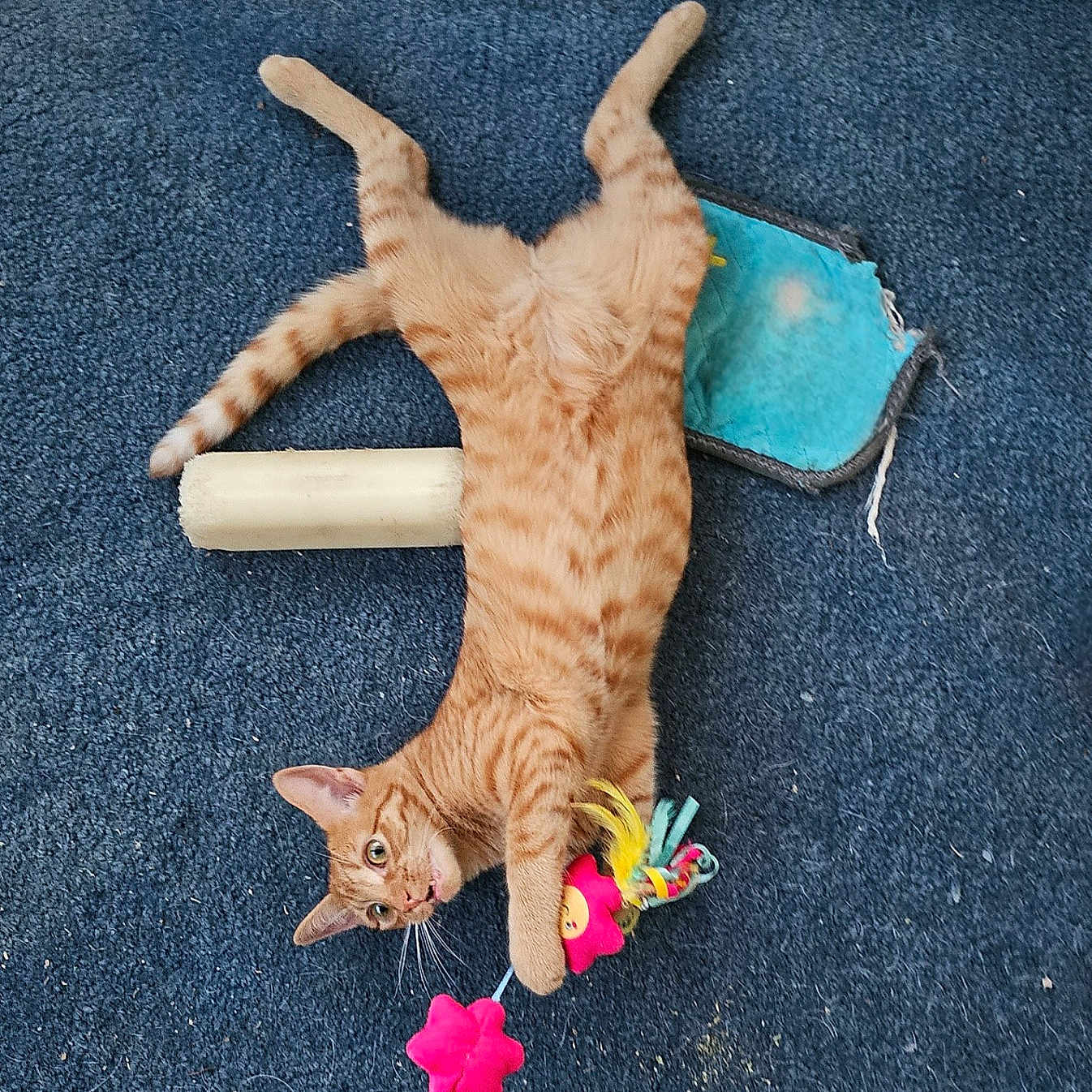 Curry-Wan is registered to the contest to win money with this photo: animal, blue, carpet, cat, claws, curious, domestic, feathers, feline, indoor, lying_down, mat, orange_tabby, paw, pet, pink, playful, relaxed, toy, whiskers