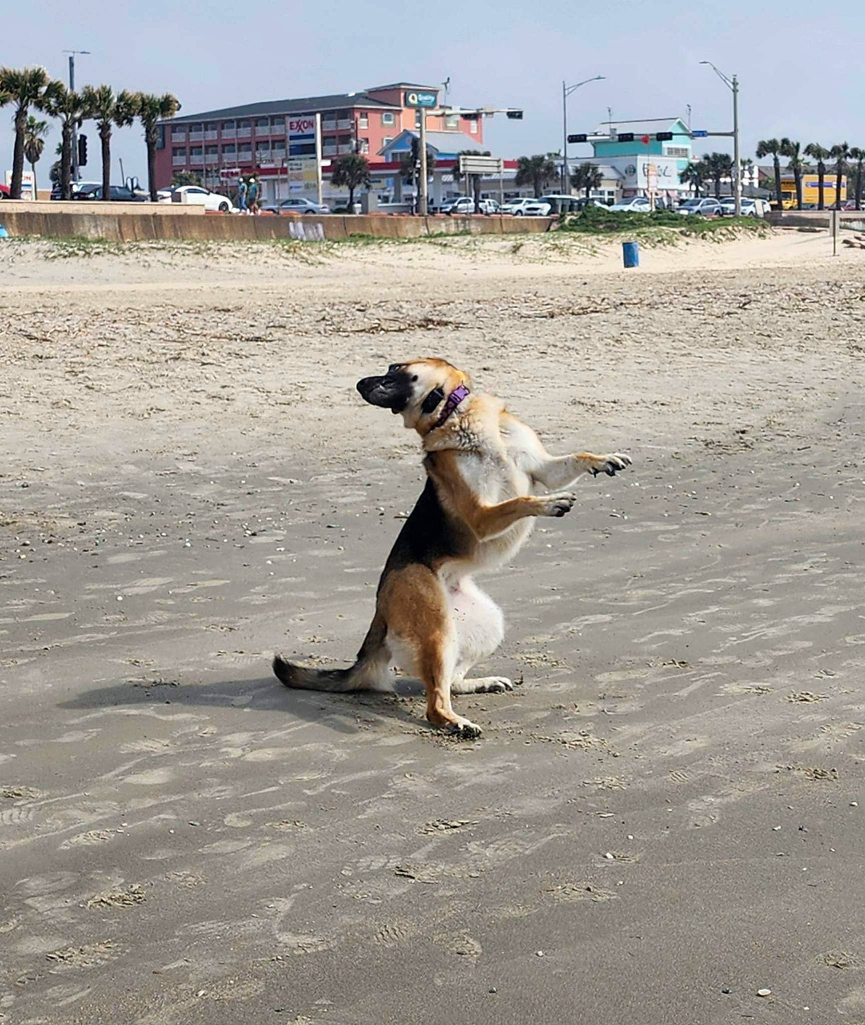 Cinnamon is registered to the contest to win money with this photo: beach, building, canidae, carnivore, collar, companion_dog, dog, dog_breed, fawn, landscape, ocean, pet_supply, sand, shadow, sky, sporting_group, tail, tree, working_animal, working_dog