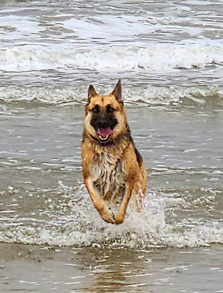 Cinnamon joined the competition — help win amazing prizes! beach, canidae, carnivore, dog, dog_breed, east_european_shepherd, fun, german_shepherd_dog, guard_dog, herding_dog, king_shepherd, lake, old_german_shepherd_dog, sea, sporting_group, water, wave, wildlife, working_animal, working_dog