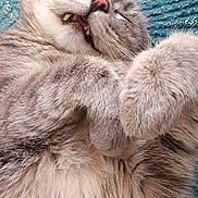 Minouche participe au concours pour gagner de l'argent avec cette photo : cat, grey_cat, fluffy, sleeping, relaxed, paws, teeth, whiskers, close_up, furry, pet, animal, cute, indoor, blanket, teal, cozy, resting, face, fur