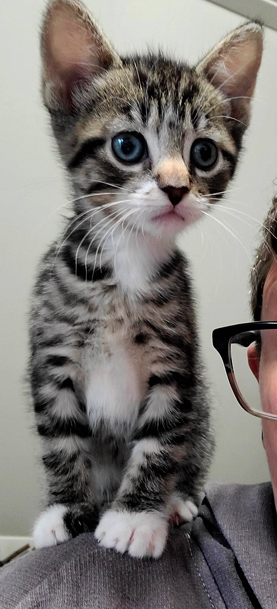 Bluey joined the competition — help win amazing prizes! carnivore, cat, claw, domestic_short_haired_cat, felidae, foot, fur, iris, microphone, paw, photo_caption, photography, small_to_medium_sized_cats, snout, tail, terrestrial_animal, whiskers, window