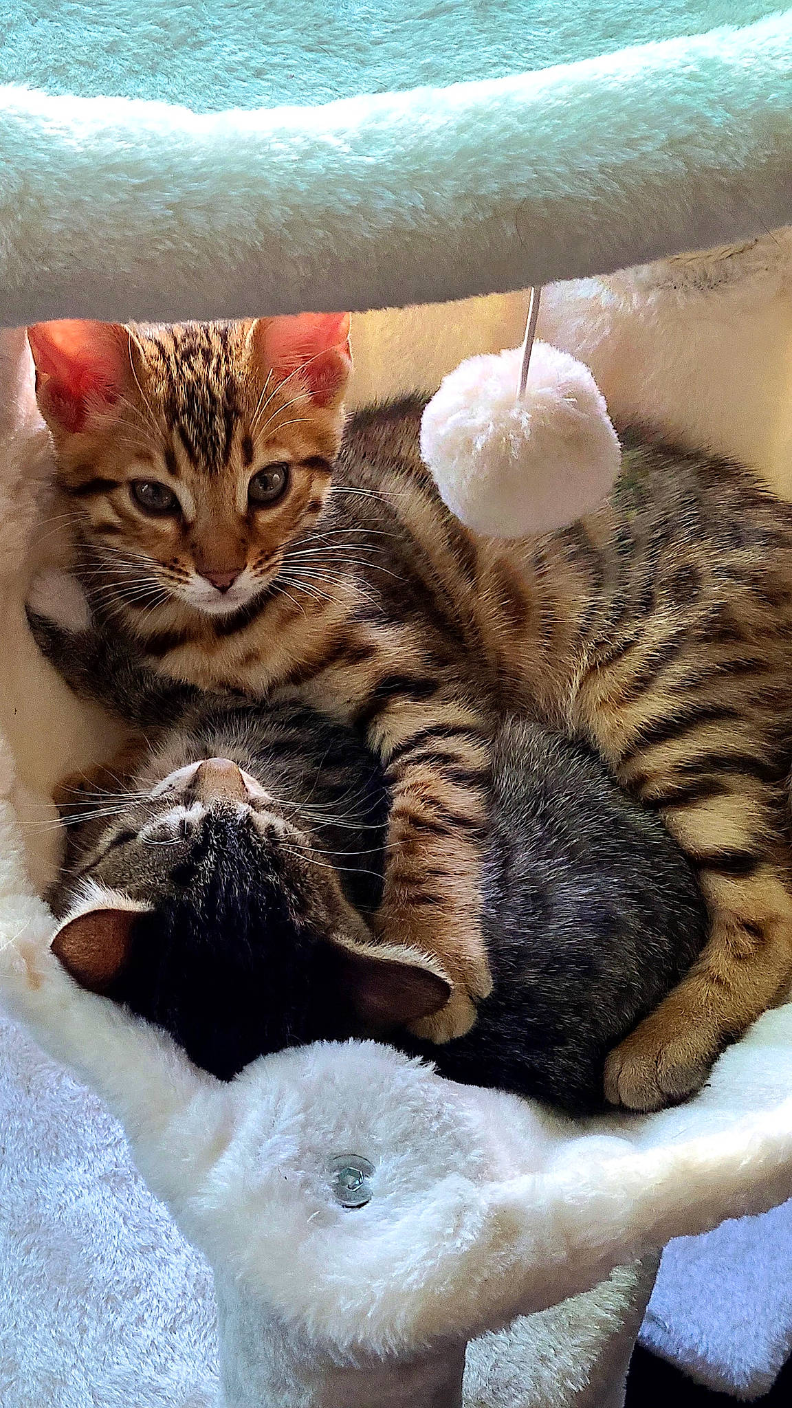 Benny-bluey joined the competition — help win amazing prizes! big_cats, carnivore, cat, cat_bed, cat_supply, claw, close_up, comfort, domestic_short_haired_cat, fawn, felidae, fur, nap, paw, small_to_medium_sized_cats, snout, tail, terrestrial_animal, whiskers, wildlife