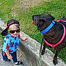 child, toddler, dog, black_dog, sunglasses, cap, sideways_cap, blue_shirt, spiderman_pattern, leash, grass, concrete, sidewalk, walking, pet, outdoor, sunny, happy, casual_clothing, footwear