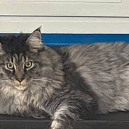 Umy participe au concours pour gagner de l'argent avec cette photo : abyssinian, angora, animal, art, brasssection, cat, couch, egyptiancat, furniture, gray, horn, kitten, manx, musicalinstrument, painting, pet, siamese, sink, snout