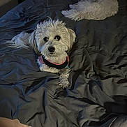 Mercedes joined the competition — help win amazing prizes! animal, bed, blanket, collar, cozy, curly_fur, dog, domestic_animal, door, fur, indoor, looking, lying_down, pet, quiet, resting, room, sleepy, two_dogs, white_dog