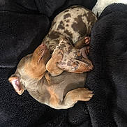 Bella And Barney joined the competition — help win amazing prizes! puppy, dog, dachshund, sleeping, snuggling, blanket, cozy, fur, pet, animal, cute, brown, spotted, resting, indoors, soft, companion, adorable, young, relaxed