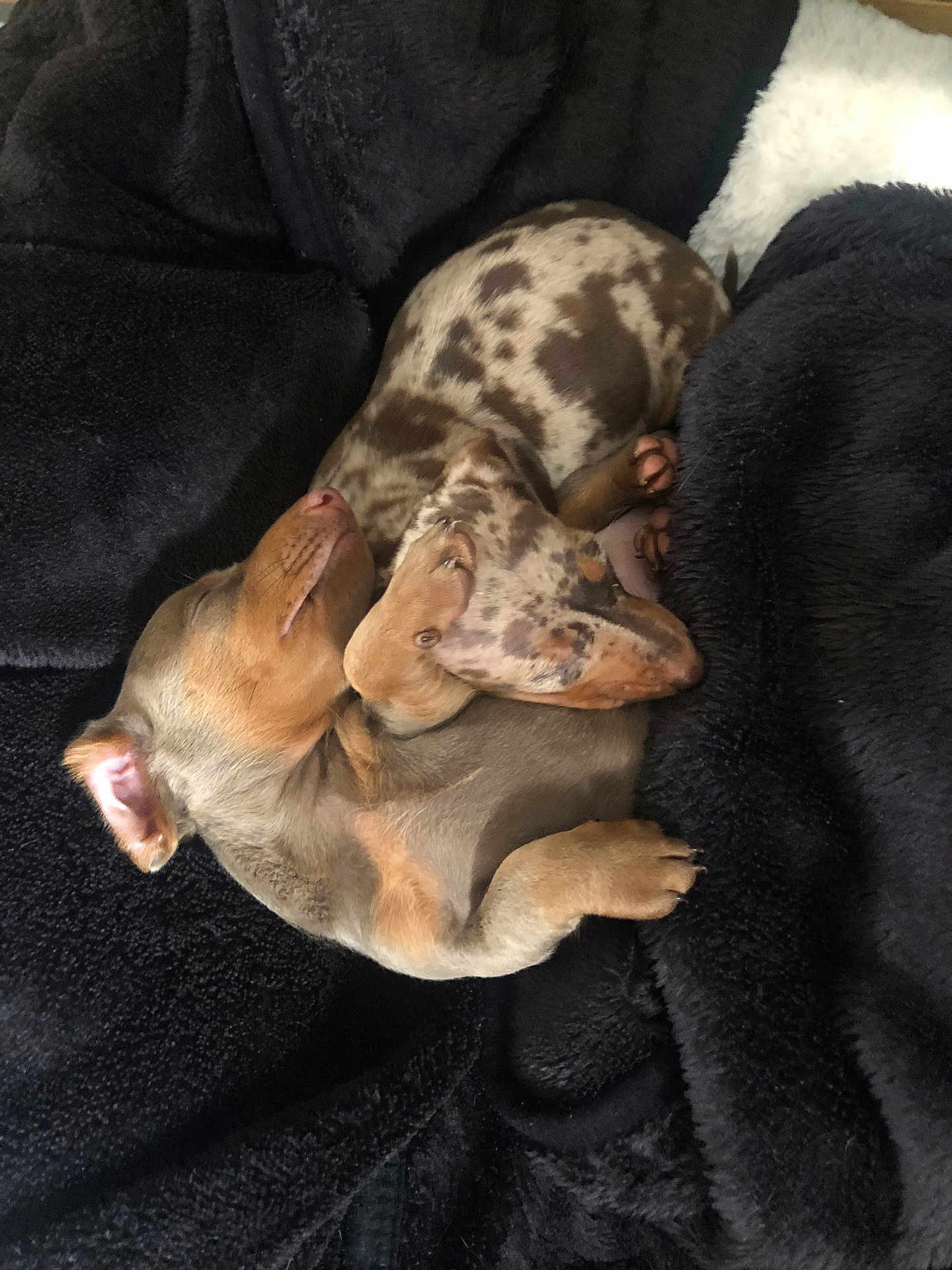 Bella And Barney