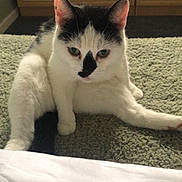 Daisy is registered to the contest to win money with this photo: cat, black_and_white, pet, indoor, feline, animal, resting, curious, blanket, fur, whiskers, ears, nose, paw, tail, drawer, furniture, home, relaxed, cute