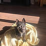 dog, blanket, sunlight, floor, wooden_floor, pet, indoor, cozy, small_dog, curious, ears, fur, shadow, home, animal, companion, cute, sitting, looking_up, yellow_blanket